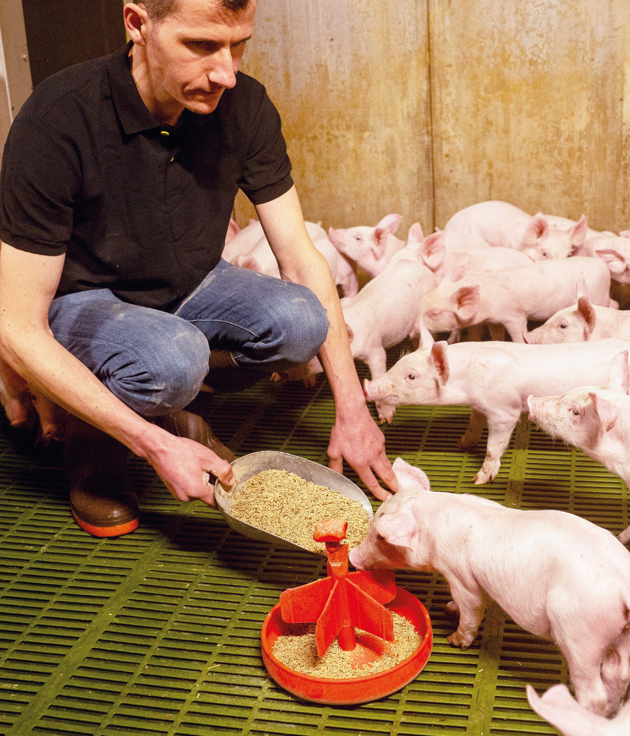 éleveur porcin paysan breton